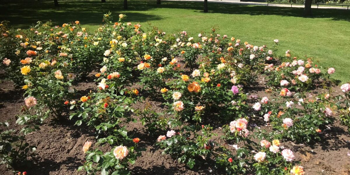 Hoveniersbedrijf Wissel