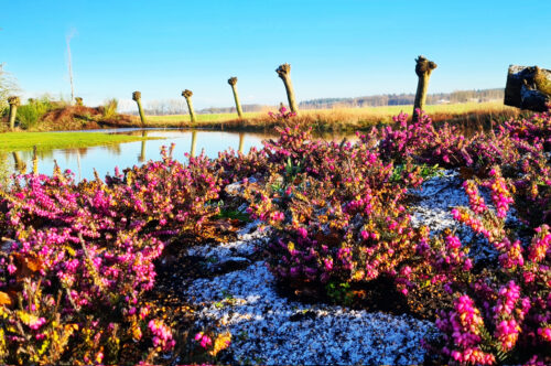 Reggeland Groen - voorbeeld tuin 2